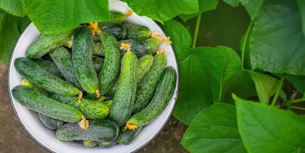 تصویر 2 از قیمت خرید خیار سبز بوته ای عمده به صرفه و ارزان
